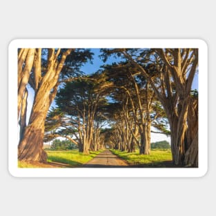 Monterey Cypresses Sticker